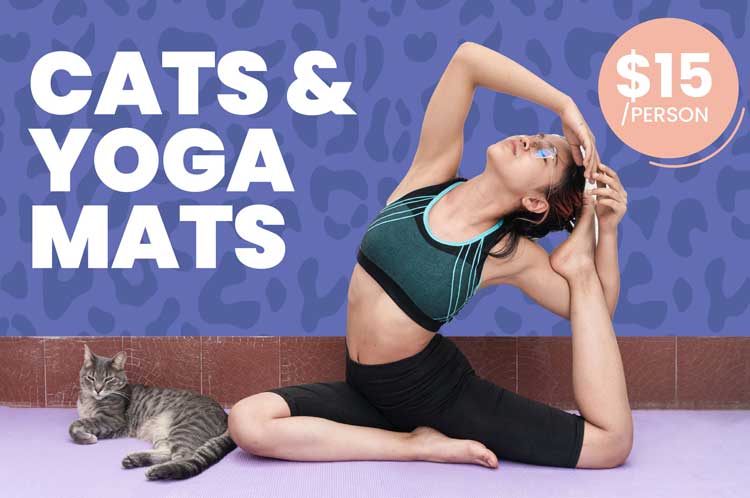 Cats & Yoga Mats Fundraiser - Little Cat Rescue of Illinois